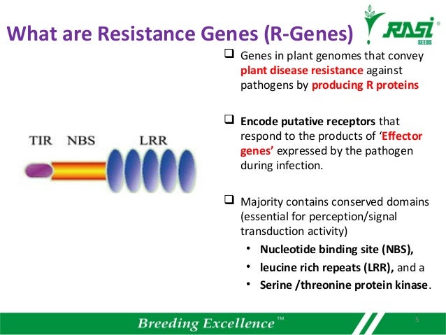 Plant R. Gene R Gene Evolution : Free Full-Text – TPAYW