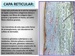 Anatomia del Sistema Tegumental | PPTX