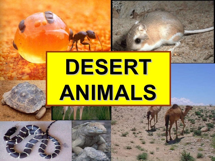 Deserts