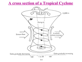 A cross section of a Tropical Cyclone 