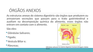 ÓRGÃOS ANEXOS
As estruturas anexas do sistema digestório são órgãos que produzem ou
armazenam secreções que passam para o trato gastrintestinal e
auxiliam na decomposição química do alimento, esses órgãos não
entram em contato com o alimento.
São eles:
 Glândulas Salivares;
 Fígado;
 Vesícula Biliar e;
 Pâncreas; Glândulas salivares no sistema digestivo humano (Imagem: Adobe
Stock)
 