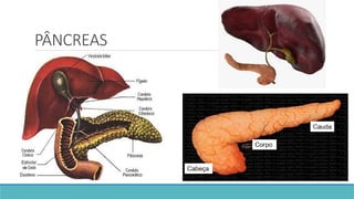 PÂNCREAS
 