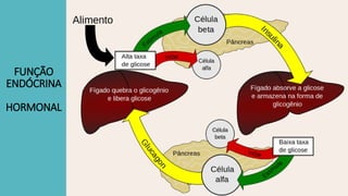 FUNÇÃO
ENDÓCRINA
HORMONAL
 