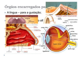 Órgãos encarregados para cada sentidoA língua – para a gustação; As fossas nasais – para o olfato;A pele – para o tato;Os ouvidos – para a audição; Os olhos – para a visão.