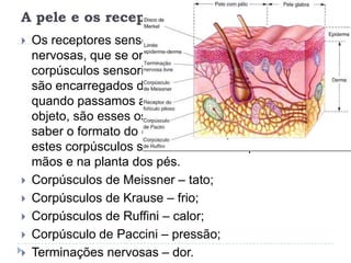 A pele e os receptores cutâneos:Os receptores sensoriais são formados por fibras nervosas, que se organizam formando diferentes corpúsculos sensoriais. Alguns desses corpúsculos são encarregados da percepção do tato leve. Ex.: quando passamos a mão levemente sobre algum objeto, são esses os corpúsculos que permitem saber o formato do objeto ou se ele é áspero ou liso; estes corpúsculos são abundantes na palma das mãos e na planta dos pés.Corpúsculos de Meissner – tato;Corpúsculos de Krause – frio;Corpúsculos de Ruffini – calor;Corpúsculo de Paccini – pressão;Terminações nervosas – dor.