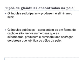 Tipos de glândulas encontradas na pele:Glândulas sudoríparas – produzem e eliminam o suor; Glândulas sebáceas – apresentam-se em forma de cacho e são menos numerosas que as sudoríparas, produzem e eliminam uma secreção gordurosa que lubrifica os pêlos da pele.