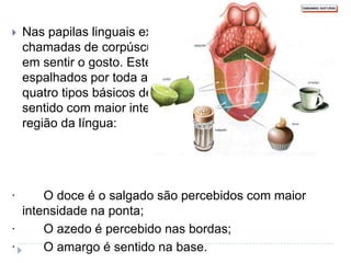 Nas papilas linguais existem terminações nervosas chamadas de corpúsculos gustativos, especializados em sentir o gosto. Estes corpúsculos acham-se espalhados por toda a língua. As papilas percebem quatro tipos básicos de gosto, mas cada sabor é sentido com maior intensidade em determinada região da língua:·        O doce é o salgado são percebidos com maior intensidade na ponta; ·        O azedo é percebido nas bordas; ·        O amargo é sentido na base.