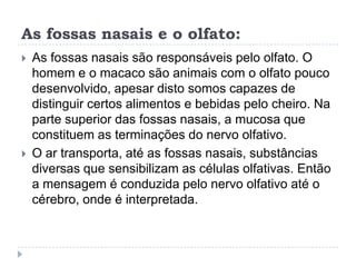 As fossas nasais e o olfato:As fossas nasais são responsáveis pelo olfato. O homem e o macaco são animais com o olfato pouco desenvolvido, apesar disto somos capazes de distinguir certos alimentos e bebidas pelo cheiro. Na parte superior das fossas nasais, a mucosa que constituem as terminações do nervo olfativo.O ar transporta, até as fossas nasais, substâncias diversas que sensibilizam as células olfativas. Então a mensagem é conduzida pelo nervo olfativo até o cérebro, onde é interpretada.