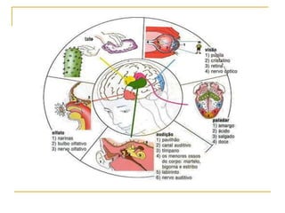 Órgãos do Sentido.ppt