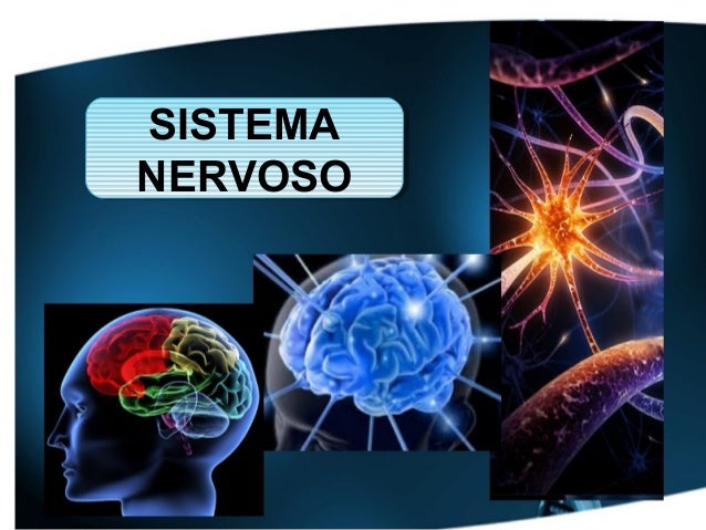 SISTEMA
SISTEMA
NERVOSO
NERVOSO

 