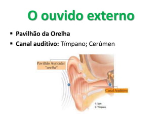  Pavilhão da Orelha
 Canal auditivo: Tímpano; Cerúmen
O ouvido externo
 