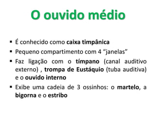  É conhecido como caixa timpânica
 Pequeno compartimento com 4 “janelas”
 Faz ligação com o tímpano (canal auditivo
externo) , trompa de Eustáquio (tuba auditiva)
e o ouvido interno
 Exibe uma cadeia de 3 ossinhos: o martelo, a
bigorna e o estribo
O ouvido médio
 