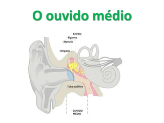 O ouvido médio
 