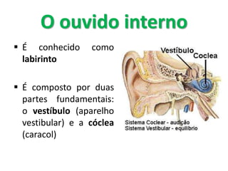  É conhecido como
labirinto
 É composto por duas
partes fundamentais:
o vestíbulo (aparelho
vestibular) e a cóclea
(caracol)
O ouvido interno
 