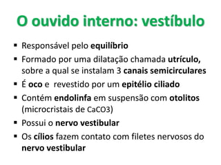  Responsável pelo equilíbrio
 Formado por uma dilatação chamada utrículo,
sobre a qual se instalam 3 canais semicirculares
 É oco e revestido por um epitélio ciliado
 Contém endolinfa em suspensão com otolitos
(microcristais de CaCO3)
 Possui o nervo vestibular
 Os cílios fazem contato com filetes nervosos do
nervo vestibular
O ouvido interno: vestíbulo
 