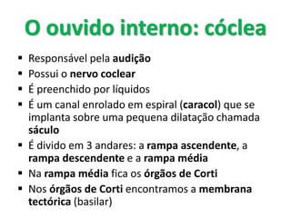  Responsável pela audição
 Possui o nervo coclear
 É preenchido por líquidos
 É um canal enrolado em espiral (caracol) que se
implanta sobre uma pequena dilatação chamada
sáculo
 É divido em 3 andares: a rampa ascendente, a
rampa descendente e a rampa média
 Na rampa média fica os órgãos de Corti
 Nos órgãos de Corti encontramos a membrana
tectórica (basilar)
O ouvido interno: cóclea
 