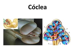 Cóclea
 