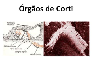 Órgãos de Corti
 