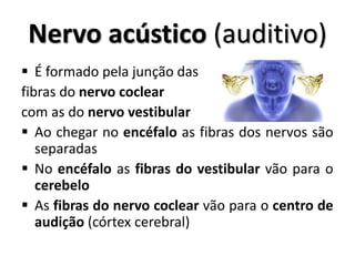  É formado pela junção das
fibras do nervo coclear
com as do nervo vestibular
 Ao chegar no encéfalo as fibras dos nervos são
separadas
 No encéfalo as fibras do vestibular vão para o
cerebelo
 As fibras do nervo coclear vão para o centro de
audição (córtex cerebral)
Nervo acústico (auditivo)
 