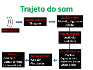 Trajeto do som
Ondas sonoras
Ouvido externo
Tímpano
Ouvido médio
Martelo, bigorna e
estribo
Ouvido interno
Vestíbulo:
endolinfa
Ouvido interno
Cóclea:
-Órgãos de Corti
-Membrana basilar
-Células ciliares
Nervo acústico
-Coclear
-Vestibular
Cérebro
-Cerebelo
-Córtex cerebral
(centro auditivo)
 