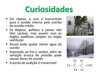  Em répteis, o som é transmitido
para o ouvido interno pelo estribo
do ouvido médio
 Os Répteis, anfíbios e peixes não
têm cócleas, mas ouvem com os
órgãos auditivos simples ou órgão
vestibular
 Álcool pode ajudar retirar água do
ouvido
 Exposição ao frio e ventos, além de
variação brusca de pressão pode
causar dores de ouvido
 A perda de audição é irreversível
Curiosidades
 