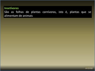 Insetívoras
São as folhas de plantas carnívoras, isto é, plantas que se
alimentam de animais.
 