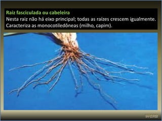 Raiz fasciculada ou cabeleira
Nesta raiz não há eixo principal; todas as raízes crescem igualmente.
Caracteriza as monocotiledôneas (milho, capim).
 