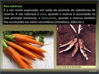 Raiz tuberosa
É a raiz muito espessada, em razão do acúmulo de substâncias de
reserva. A raiz tuberosa é axial, quando a reserva é acumulada no
eixo principal (cenoura), e fasciculada, quando a reserva também
fica acumulada nas raízes secundárias (mandioca, dália etc.).
 