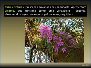 Raízes-cinturas: Crescem enroladas em um suporte. Apresentam
velame, que funciona como uma verdadeira              esponja,
absorvendo a água que escorre pelos caules; orquídeas
 