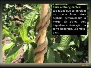 Raízes estrangulantes:
são raízes que se enrolam
no tronco. Essas raízes
acabam determinando a
morte da planta pois
impedem a circulação da
seiva elaborada. Ex.: mata-
paus.
 
