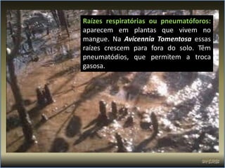 Raízes respiratórias ou pneumatóforos:
aparecem em plantas que vivem no
mangue. Na Avicennia Tomentosa essas
raízes crescem para fora do solo. Têm
pneumatódios, que permitem a troca
gasosa.
 