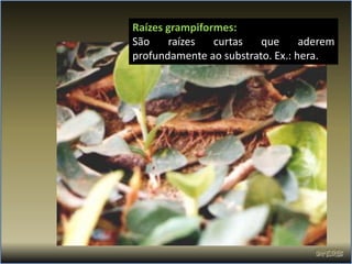Raízes grampiformes:
São    raízes   curtas   que      aderem
profundamente ao substrato. Ex.: hera.
 