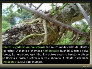 Raízes sugadoras ou haustórios: são raízes modificadas de plantas
parasitas. A planta é chamada hemiparasita quando sugam a seiva
bruta, Ex.: erva-de-passarinho. Em outros casos, o haustório atinge
o floema e passa a retirar a seiva elaborada. A planta é chamada
holoparasita. Ex.: cipó-chumbo.
 