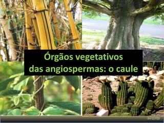 Órgãos vegetativos
das angiospermas: o caule
 