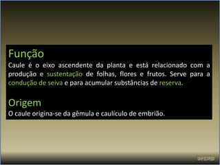 Função
Caule é o eixo ascendente da planta e está relacionado com a
produção e sustentação de folhas, flores e frutos. Serve para a
condução de seiva e para acumular substâncias de reserva.

Origem
O caule origina-se da gêmula e caulículo de embrião.
 
