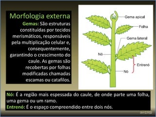 Morfologia externa
       Gemas: São estruturas
      constituídas por tecidos
  merismáticos, responsáveis
  pela multiplicação celular e,
         consequentemente,
 garantindo o crescimento do
         caule. As gemas são
        recobertas por folhas
       modificadas chamadas
        escamas ou catafilos.

Nó: É a região mais espessada do caule, de onde parte uma folha,
uma gema ou um ramo.
Entrenó: É o espaço compreendido entre dois nós.
 