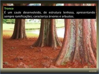 Tronco
É um caule desenvolvido, de estrutura lenhosa, apresentando
sempre ramificações; caracteriza árvores e arbustos.
 
