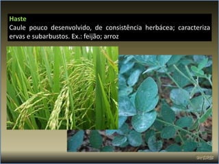 Haste
Caule pouco desenvolvido, de consistência herbácea; caracteriza
ervas e subarbustos. Ex.: feijão; arroz
 