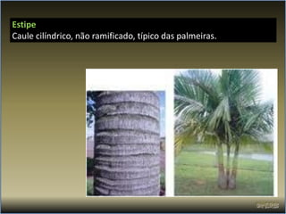 Estipe
Caule cilíndrico, não ramificado, típico das palmeiras.
 