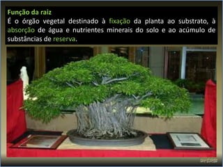 Função da raiz
É o órgão vegetal destinado à fixação da planta ao substrato, à
absorção de água e nutrientes minerais do solo e ao acúmulo de
substâncias de reserva.
 