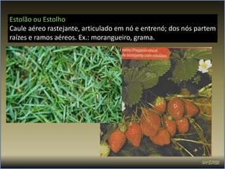 Estolão ou Estolho
Caule aéreo rastejante, articulado em nó e entrenó; dos nós partem
raízes e ramos aéreos. Ex.: morangueiro, grama.
 