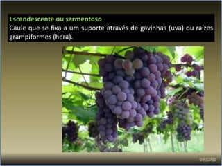 Escandescente ou sarmentoso
Caule que se fixa a um suporte através de gavinhas (uva) ou raízes
grampiformes (hera).
 