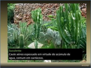 Suculento
Caule aéreo espessado em virtude do acúmulo de
água, comum em cactáceas.
 