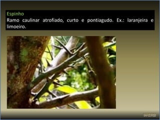 Espinho
Ramo caulinar atrofiado, curto e pontiagudo. Ex.: laranjeira e
limoeiro.
 