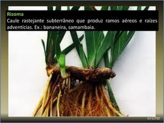 Rizoma
Caule rastejante subterrâneo que produz ramos aéreos e raízes
adventícias. Ex.: bananeira, samambaia.
 