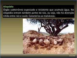 Xilopódio
Órgão subterrâneo espessado e resistente que acumula água. No
xilopódio entram também partes da raiz, ou seja, não há distinção
nítida entre raiz e caule. Caracteriza as malváceas.
 