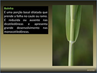 Bainha
É uma porção basal dilatada que
prende a folha no caule ou ramo.
É reduzida ou ausente nas
dicotiledôneas e apresenta
grande desenvolvimento nas
monocotiledôneas.
 