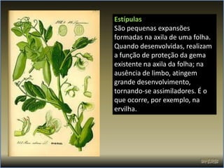Estípulas
São pequenas expansões
formadas na axila de uma folha.
Quando desenvolvidas, realizam
a função de proteção da gema
existente na axila da folha; na
ausência de limbo, atingem
grande desenvolvimento,
tornando-se assimiladores. É o
que ocorre, por exemplo, na
ervilha.
 