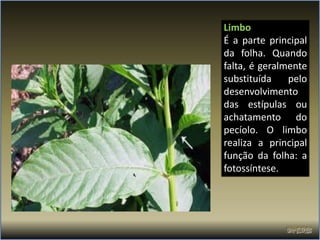 Limbo
É a parte principal
da folha. Quando
falta, é geralmente
substituída    pelo
desenvolvimento
das estípulas ou
achatamento do
pecíolo. O limbo
realiza a principal
função da folha: a
fotossíntese.
 