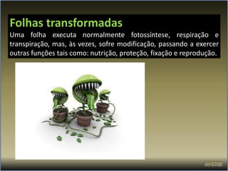 Folhas transformadas
Uma folha executa normalmente fotossíntese, respiração e
transpiração, mas, às vezes, sofre modificação, passando a exercer
outras funções tais como: nutrição, proteção, fixação e reprodução.
 